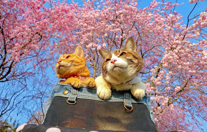 MÈO THẦN TÀI PHÚ QUÝ